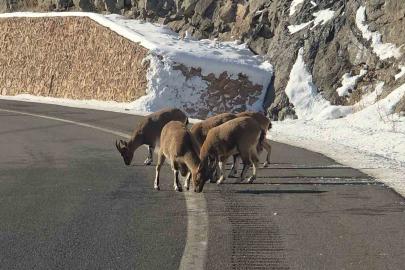Sarp kayaların efendileri dağ keçileri Vauk Dağı eteklerinde otlanırken görüldü