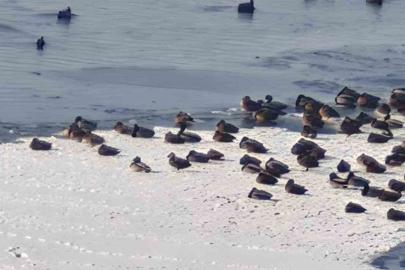 Sibirya soğukları yaban hayatını vurdu