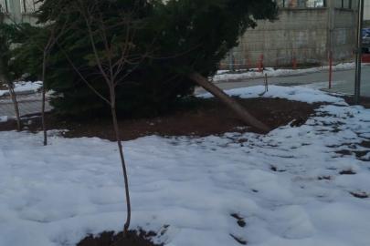 Şiddetli rüzgar hastane bahçesindeki çam ağacını devirdi