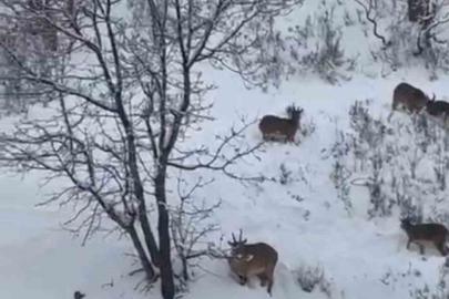 Siirt’te yaban keçileri sürü halinde görüntülendi