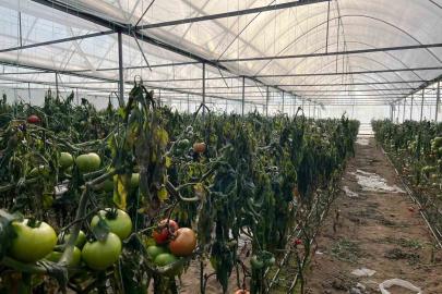 Simav’daki seralarda zirai don zarar tespit çalışması yapıldı