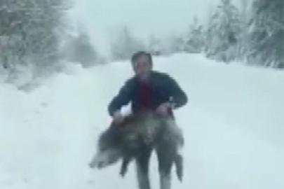 Sinop’ta bir vatandaş yaban domuzu sürüsüne dalıp eliyle yakaladı