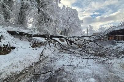 Sinop’ta kara yolunda ağaç devrildi