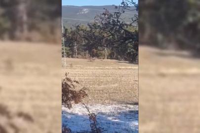 Sinop’ta yaban hayatı objektiflere yansıdı