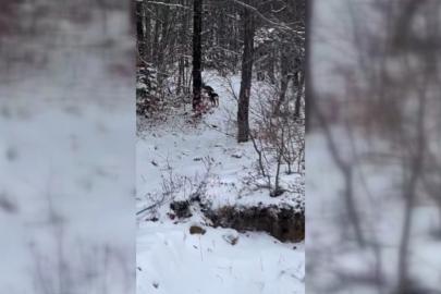 Sinop’ta yiyecek arayan karacalar kameralara yansıdı