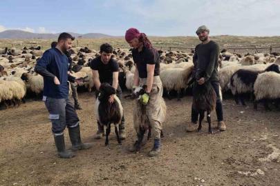 Şırnak’ta hayvancılığa 2025’te güçlü dokunuş