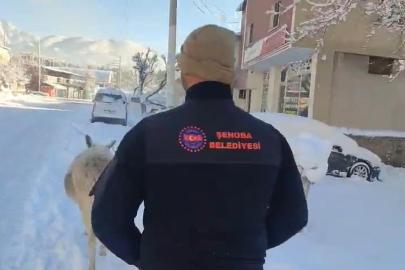 Şırnak’ta sokak hayvanları barınaklara toplandı