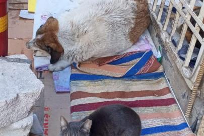 Soğuk hava kedi ve köpeği aynı yuvada buluşturdu