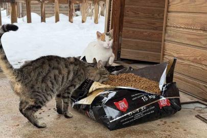 Soğuk havalarda sokak hayvanlarına şefkat eli