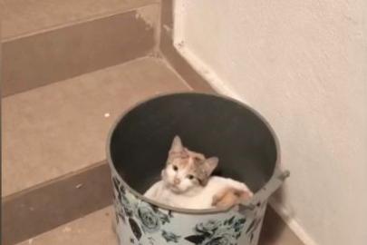 Soğuktan korunmak isteyen kedi çöp kutusuna sığındı