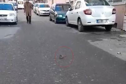 Sokakta fare paniği: Çevreyi kötü kokular sardı