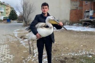 Sokakta gezerken pelikan buldu