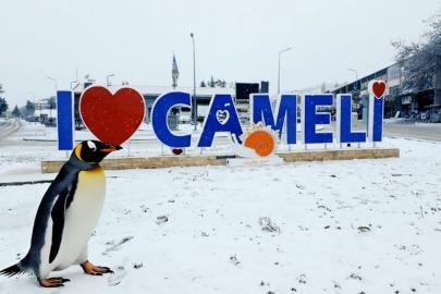 Sürüden ayrılan nihilist penguen Çameli’ye uğradı