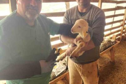 Tarım Müdürlüğü’nden Sazlı’da hayvan sağlığı mesaisi