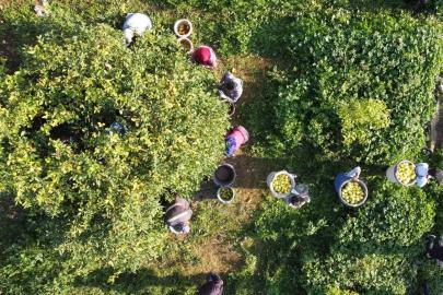 Tarım-ÜFE yıllık yüzde 36,01 arttı