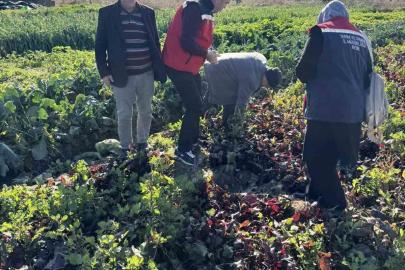 Tarımda kimyasalsız üretime yerinde inceleme