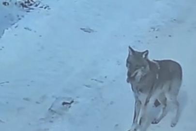 Tatvan’da gündüz vakti kurt görüldü