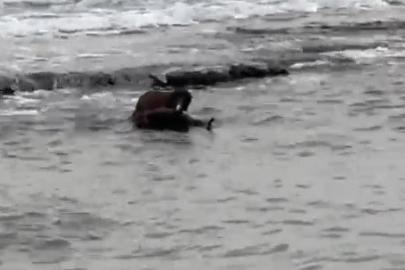 Tekirdağ kıyılarında su samuru görüntülendi