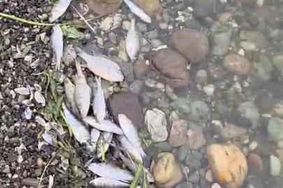 Tekirdağ Malkara’da barajda balık ölümleri tedirgin etti