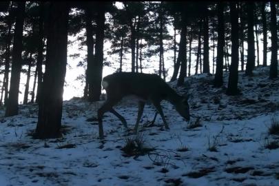 Tekirdağ’da Ganos Dağı’nda yaban hayatı fotokapana yansıdı