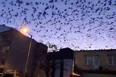 Tekirdağ’da gökyüzünü kaplayan kuşlar görsel şölen oluşturdu