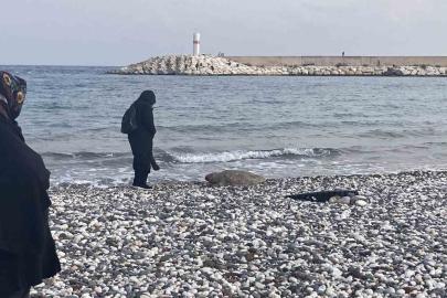 Telef olan caretta caretta halk plajına vurdu