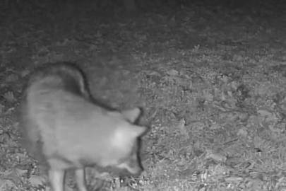 Terkos Gölü kıyısında gece sürprizi: Karavan kampçısının kamerasına kurt yansıdı