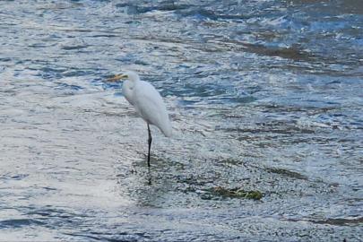 Tohma Çayı’nı mesken tutan balıkçıl kuşu ilgi görüyor
