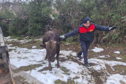 Tokat’ta su kuyusuna düşen inek kurtarıldı