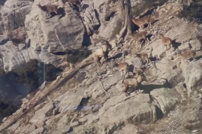 Toroslardaki yaban keçileri koruma altında
