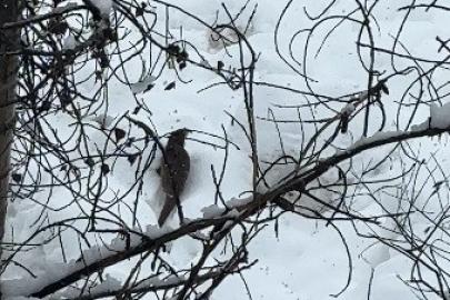 Tunceli’de beyaz örtü üzerinde nadir anlar: Nesli tehlike altındaki su samuru kamerada