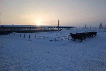 Türkiye’nin en büyük hayvan pazarı ağır kış şartları nedeniyle kapatıldı
