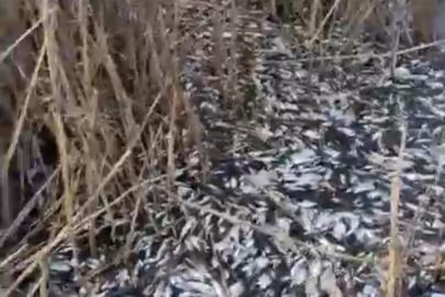 Uluabat Deresi’nde binlerce balık ölü bulundu