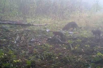 Uludağ’da sisler arasında anne yaban kedisi ve yavruları görüntülendi