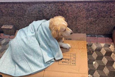 Üşüyen köpeğe yeni aldığı yorganı örten esnaf yürekleri ısıttı