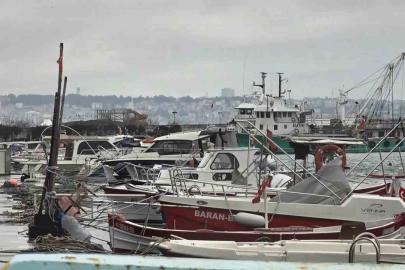 Uyanık lüfer Karadeniz zekasını kullandı: Denizlerde bol ama ağlara girmiyor