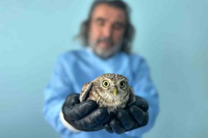 Van’da bitkin düşen yaban hayvanlarına şefkat eli