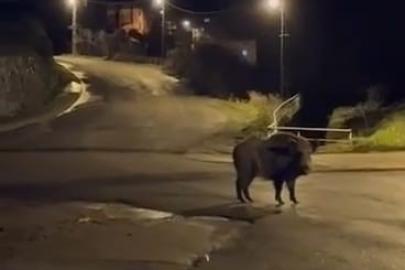 Yaban domuzları yerleşim alanında yiyecek aradı