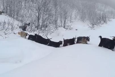 Yaban domuzunun saldırısına uğrayan çoban kameraya yansıdı
