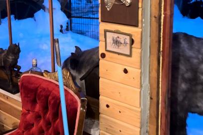 Yabani yılkı atları evine kadar geldi, ortaya samimi anlar çıktı: "Hoş geldiniz"