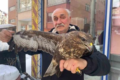 Yaralı boz şahine şefkat eli