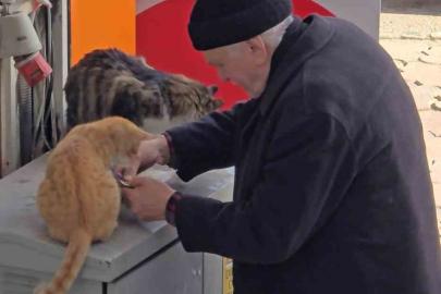 Yaşlı adamın sokak kedilerine şefkati yürekleri ısıttı