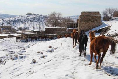 Yılkı atları fotoğrafçıların gözdesi oldu