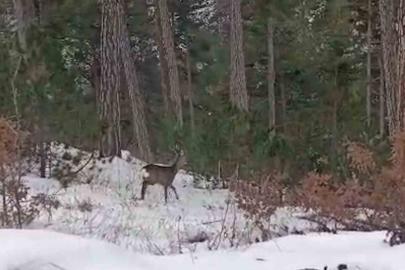 Yiyecek arayan yaban hayvanları karlı yollara indi