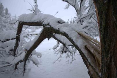 Yoğun kar yağışı Harput’ta çok sayıda ağacın dallarını kırdı
