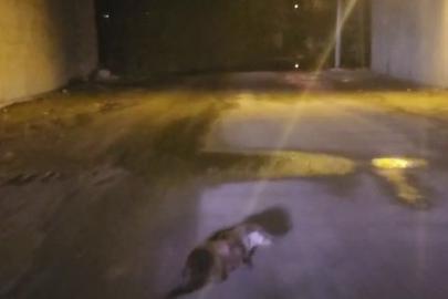 Yol ortasındaki su samuru görüntülendi