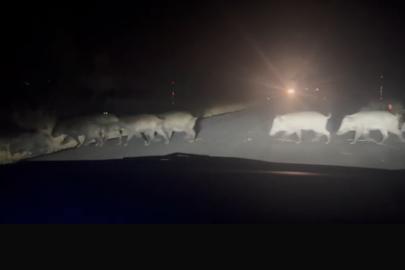 Yolun karşısına geçen domuz sürüsü şaşırttı