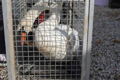 Yolunu şaşıran kuğu, Ankara’da bir evin bahçesine düştü