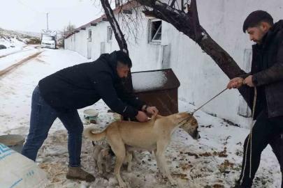 Yozgat’ta 2025 yılında 7 bin 548 sahipli hayvana mikroçip uygulandı