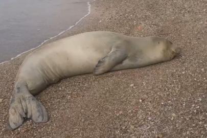 Yunanistan’dan kaçıp Antalya’da sahilde hareketsiz bulunan Akdeniz Foku denize salındı